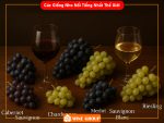Các Giống Nho Nổi Tiếng Nhất Thế Giới